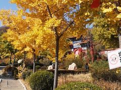 -遵化市禅林寺古银杏风景园
