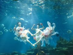 -海合安武汉极地海洋公园