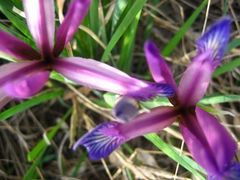 -碓臼峪自然风景区