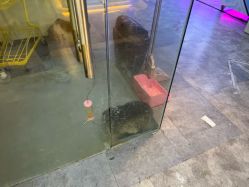 -神奇动物撸宠馆·羊驼·小浣熊·异宠(豫园店)