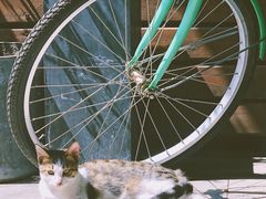 -猫里有甜