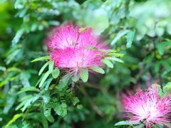 -深圳市中科院仙湖植物园