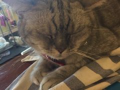 -猫色咖啡·猫咖