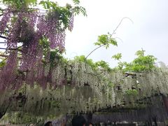 -嘉定紫藤园