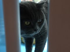 -爱宠屋pet shop·宠物洗澡·宠物美容