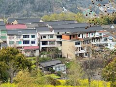 -桑洲油菜花景区