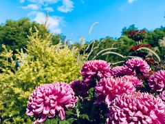 -上海共青森林公园