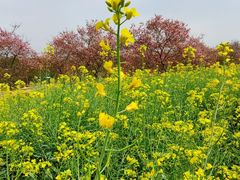 -天适樱花悠乐园