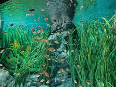 -上海海洋水族馆