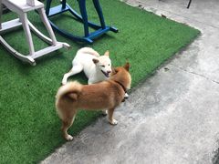 -柴犬高等学院·狗咖·柴犬售卖·宠物训练