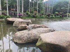 -呀诺达热带雨林