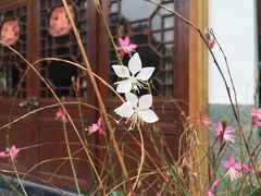 -凤来栖·净庭院·火锅(欧尚店)