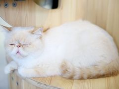 -Heymao猫咖.咖啡厅(东门店)