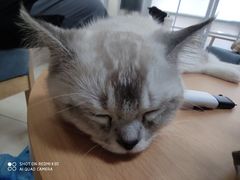-鼓捣猫呢主题猫咖店