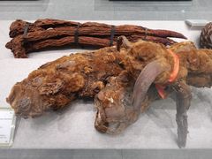 -北京中医药大学-中医药博物馆