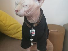 -楼上猫咖(罗湖店)