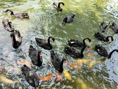 -深圳野生动物园
