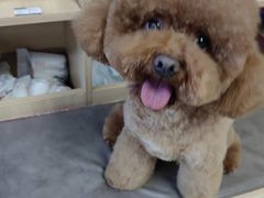 -宠福鑫康馨动物医院·骨科·眼科
