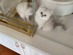 -糯米喵星人总部直营旗舰店·猫舍·幼猫出售