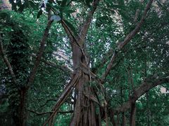 -中国科学院西双版纳热带植物园