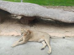 -北京野生动物园