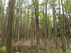 -上海共青森林公园