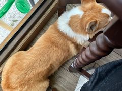 -肥朵食堂(带梦胡同店)