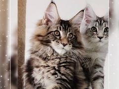 -十年猫舍·猫咪专门店(普陀店)