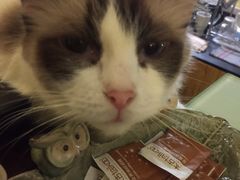 -猫色咖啡·猫咖