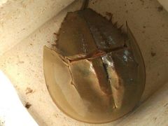 -浪琴湾尾角仔海鲜坊