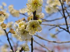 -梅花山(明孝陵内)
