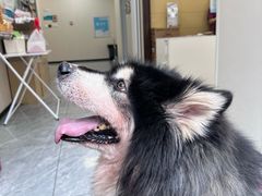 -美联众合爱康动物医院•复杂内科•肿瘤科•牙科•腔镜诊疗中心