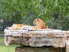 -秦皇岛野生动物园
