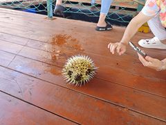 -蓝湾碧波·老字号·疍家非遗海上餐厅