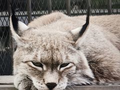 -青藏高原野生动物园