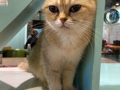 -猫小院猫主题餐厅(三里屯店)
