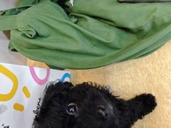 -贝康宠物医院·犬猫全科·小动物特色诊疗中心(东环路店)