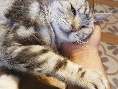 -猫猫幼稚园·撸猫·桌游·电玩