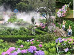 -上海共青森林公园