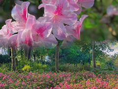 -中国科学院华南植物园