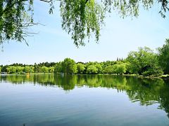 -上海共青森林公园