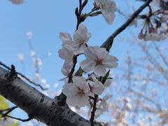 -高东镇樱花园