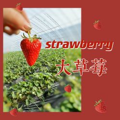 -蓝呗呗蓝莓草莓采摘园(通州区马驹桥店)