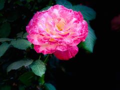 -人民公园(罗湖区)