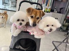 -爱侣宠医·鹦鹉专科·小型哺乳类·异宠专科(灵石路店)