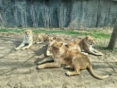 -北京野生动物园