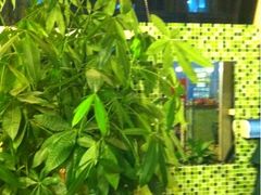 iphone_upload_pic-土耳其卡巴布清真餐厅(西安店)