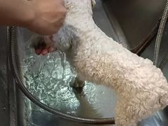 -PETKIT小佩宠物·低压洗护(国顺东路店)