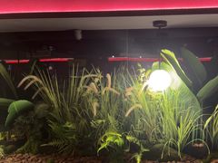 -沪小胖·小龙虾·蓝龙王(八佰伴店)