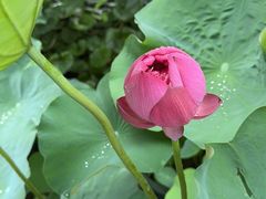 -陈家山荷花公园